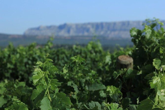 Cotes de Provence Wine Tour from Aix-en-Provence - A Deep Dive into the Experience