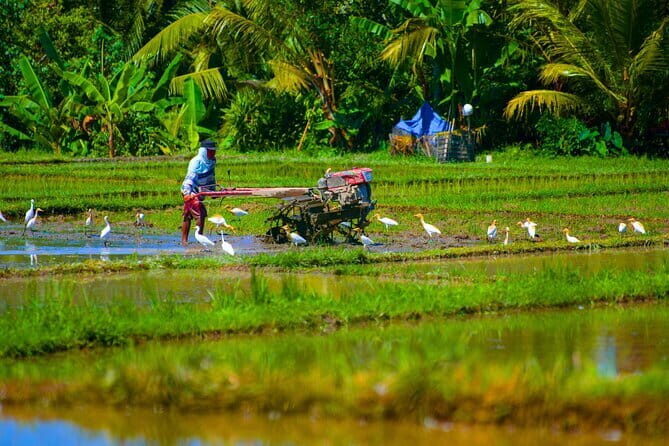 Countryside and Rice Fields Walking Guided Tour in Ubud - Key Points