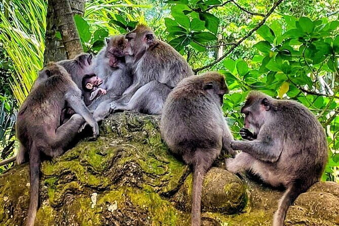 Countryside and Rice Fields Walking Guided Tour in Ubud - Who Is This Tour Best For?