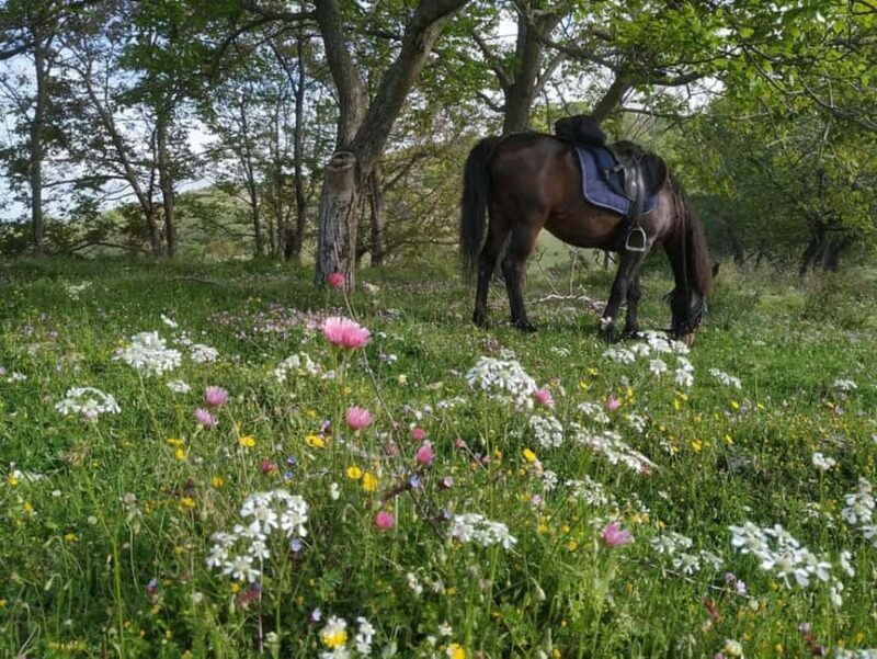 Countryside Horseback Ride in Gjinofshat - The Itinerary in Detail