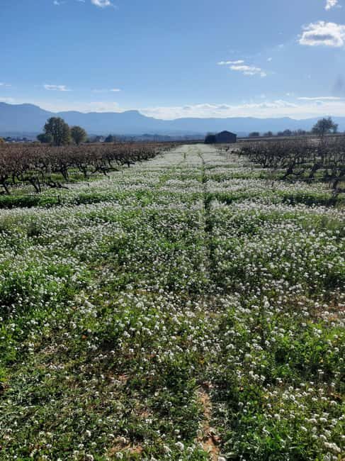 Countryside Immersion with Horseback Ride in Sainte Victoire - The Sum Up