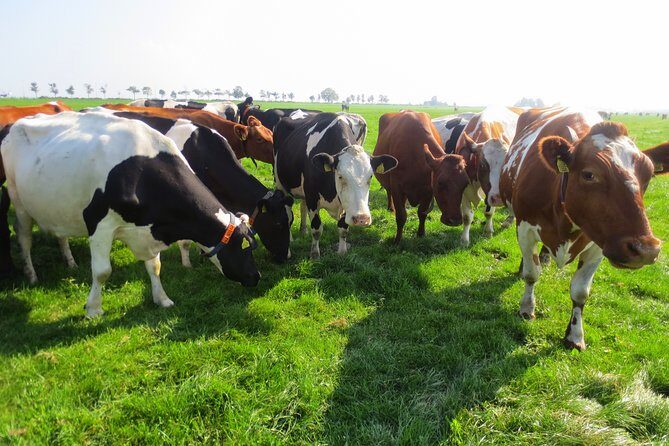 Countryside of Amsterdam Private tour - Exploring the Itinerary in Detail