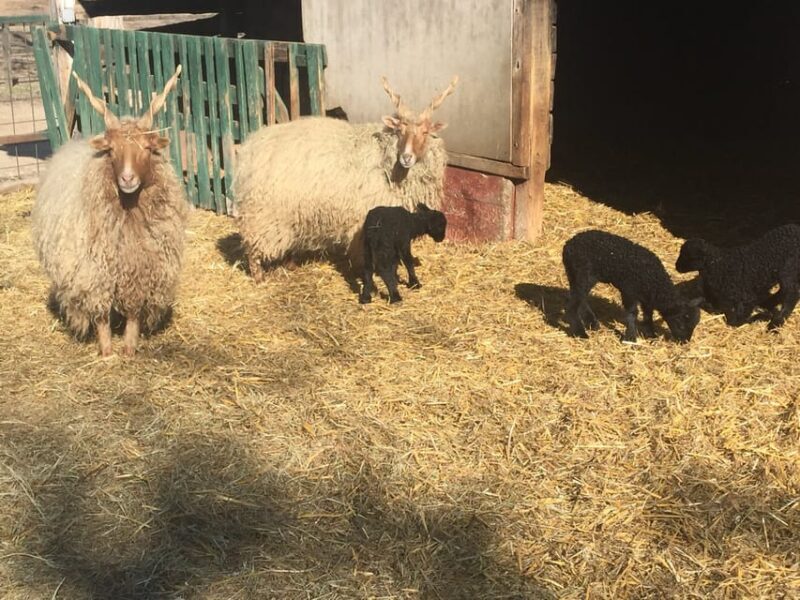 Countryside ranch, horse show & lunch - FAQs