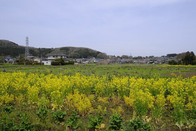 Countryside Walking & Mountain Hiking in Organic Town Near Tokyo - Who Will Love This Tour?