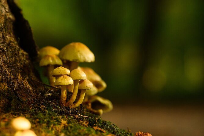 Courtown Woodland Guided Tour - FAQ