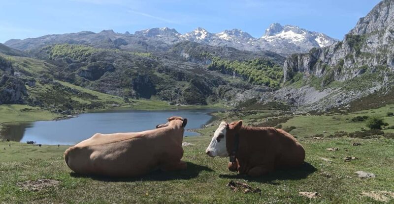Covadonga y Cascos Históricos Cangas de Onís y Lastres - Who Will Love This Tour?