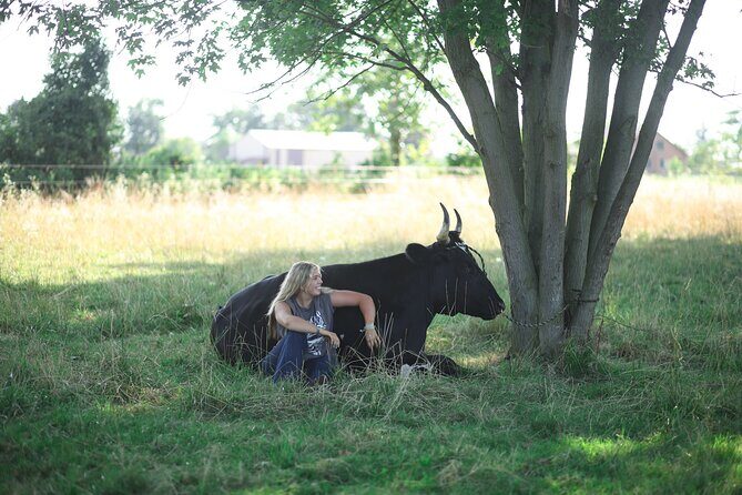 Cow Cuddles Moo Moo Bovine Therapy - An Honest Look at the Experience