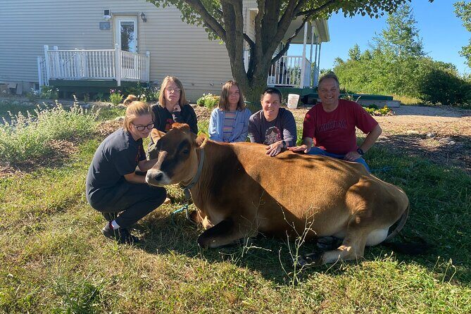 Cow Cuddles Moo Moo Bovine Therapy - Analyzing the Value