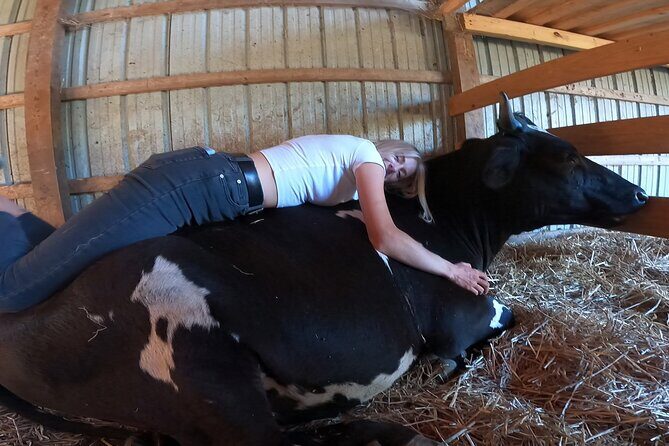 Cow Cuddles Moo Moo Bovine Therapy - The Sum Up