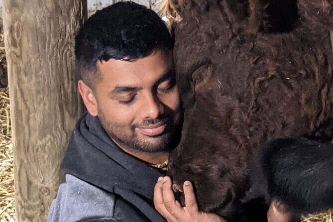 Cow Cuddles Moo Moo Bovine Therapy - FAQ