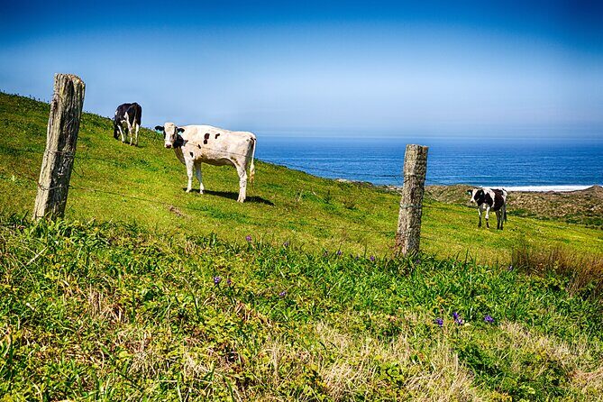 Cow Heaven: A Self-Guided Driving Tour from Point Reyes Seashore to Tomales - Key Points