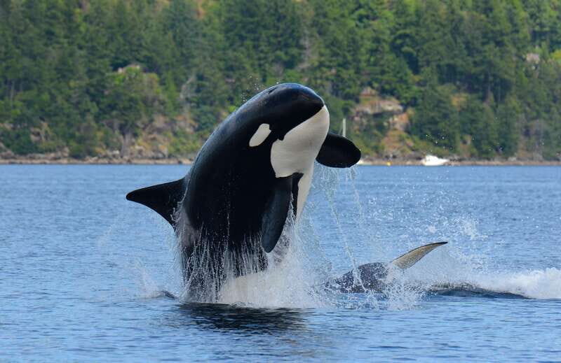 Cowichan Bay: Half-Day Whale & Wildlife Adventure - An Overview of the Experience