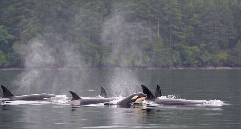 Cowichan Bay: Half-Day Whale & Wildlife Adventure - The Practical Side: What to Expect