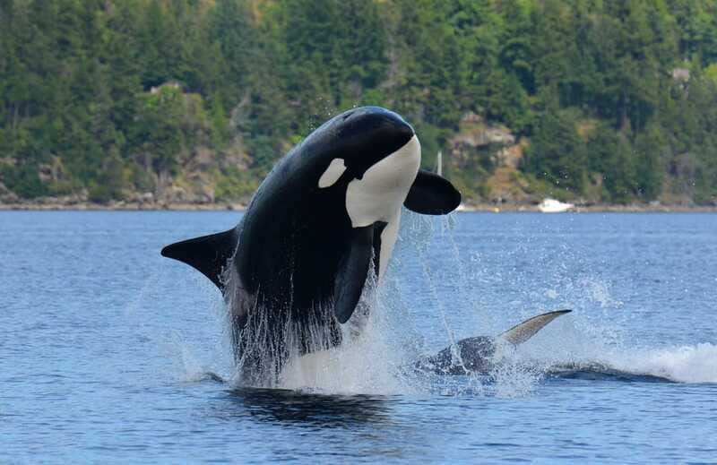 Cowichan Bay: Half-Day Whale & Wildlife Adventure - Why Travelers Love This Tour