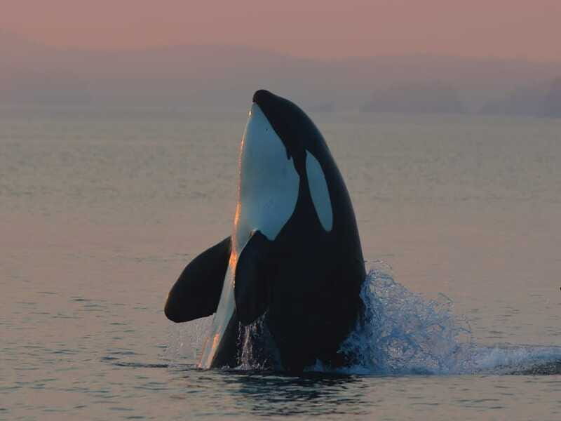 Cowichan Bay: Half-Day Whale & Wildlife Adventure - Who Should Consider This Tour?