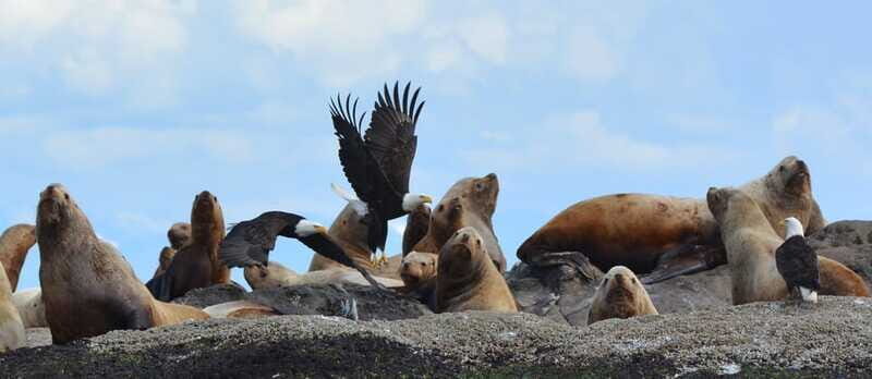 Cowichan Bay: Half-Day Whale & Wildlife Adventure - Frequently Asked Questions