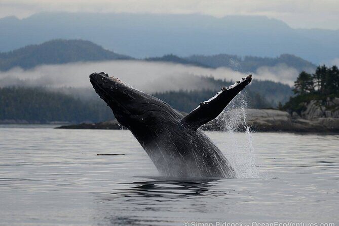 Cowichan Bay Half Day Whale & Wildlife Adventure - A Closer Look at the Experience