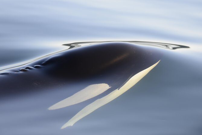 Cowichan Bay Half Day Whale & Wildlife Adventure - Who Will Love This Tour?