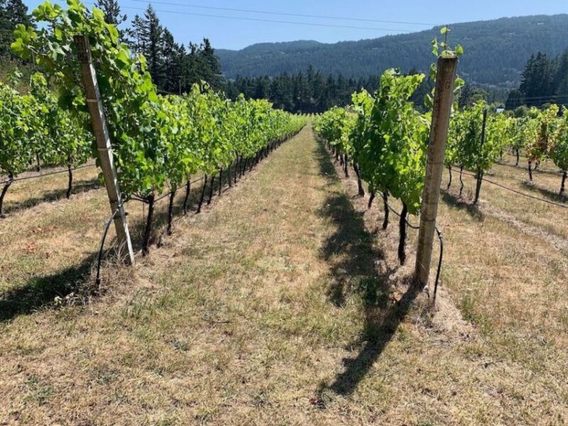 Cowichan Valley Premium Wine Tour - The Sum Up