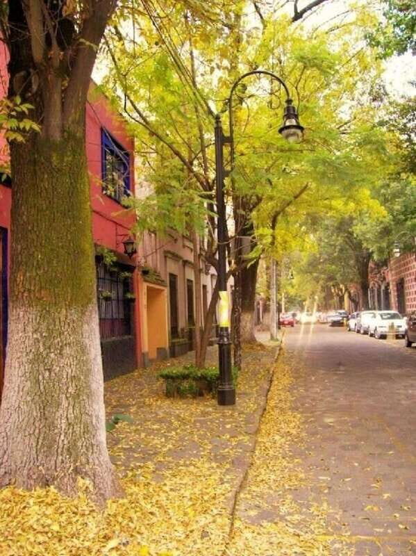 COYOACAN: FRIDA KAHLO STEPS IN COYOACAN AND SAN ANGEL CDMX - FAQs