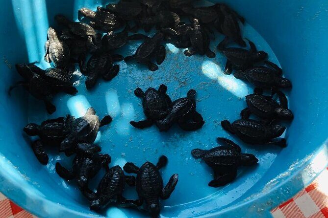 Coyuca Town Tour and Baby Turtle Release - FAQ