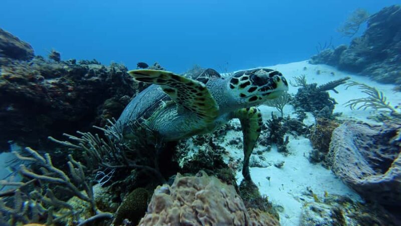 Cozumel: 2-Tank Dive, Eagle Ray Wall for Certified Divers - Key Points