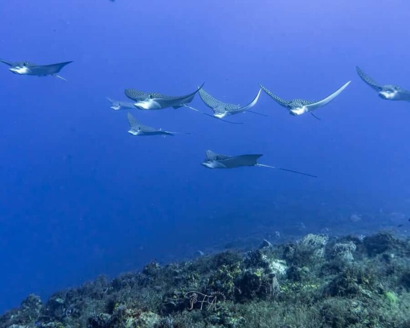 Cozumel: 2-Tank Dive, Eagle Ray Wall for Certified Divers - An Authentic Underwater Journey in Cozumel