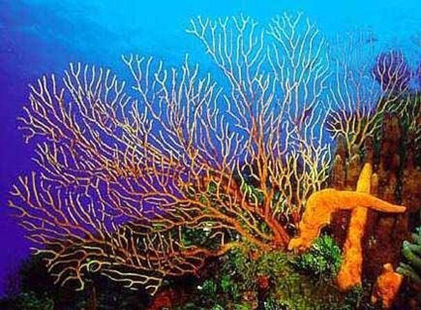 Cozumel Catamaran Experience with Snorkeling & Beach Club - An In-Depth Look at the Cozumel Catamaran Experience