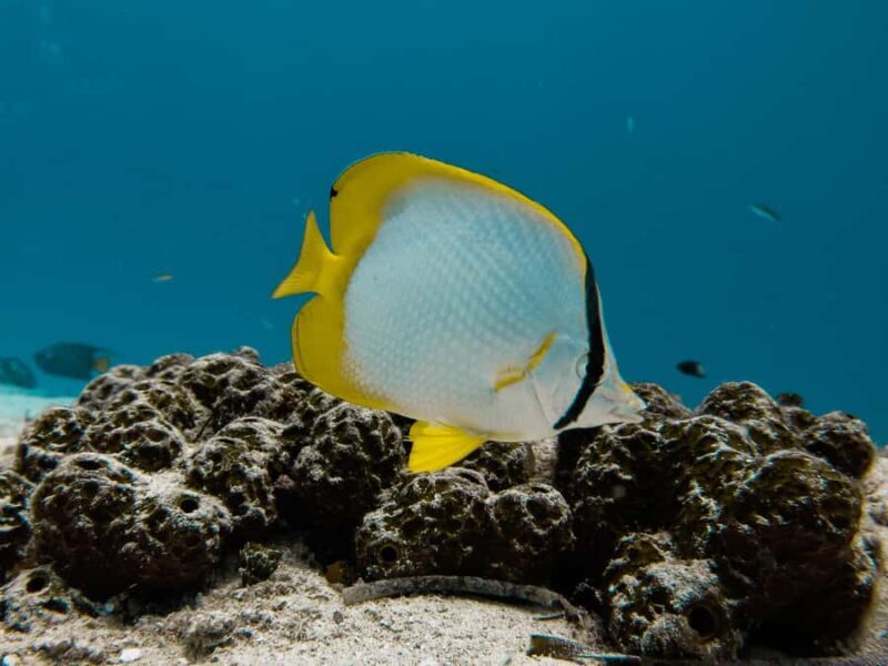 Cozumel: Chankanaab Park Admission+ Snorkel+ Welcome drink - The Sum Up