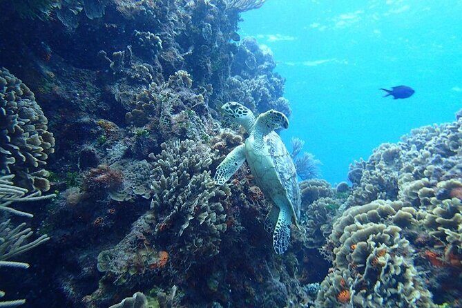 Cozumel Cielo Snorkel Adventure from Cancun and Rivera Maya - FAQs