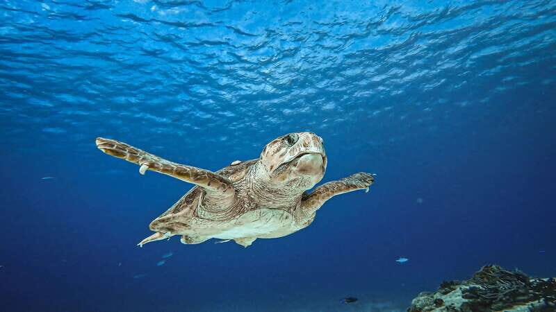 Cozumel: Discover Scuba Diving for Non-Certified Divers - Who Should Consider This Tour?
