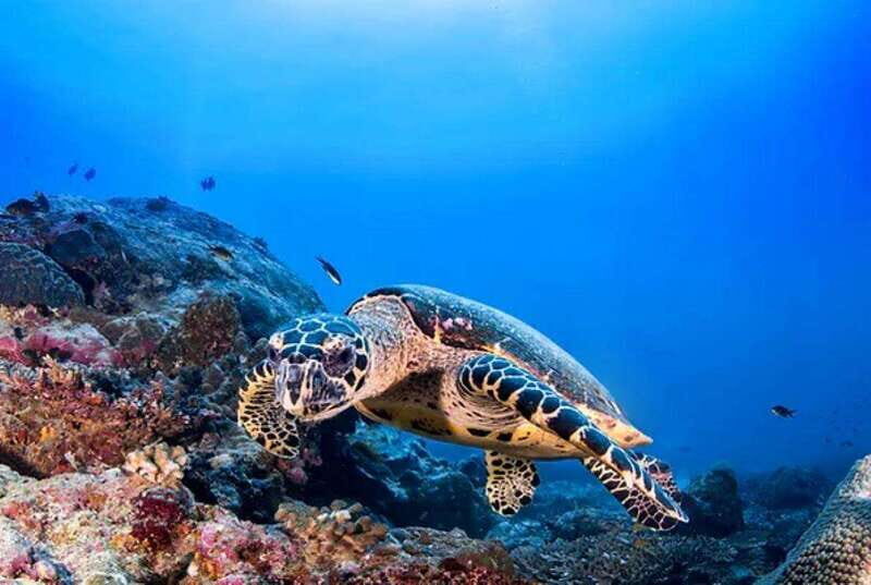 Cozumel: Discover Scuba Diving for Non-Certified Divers - FAQ