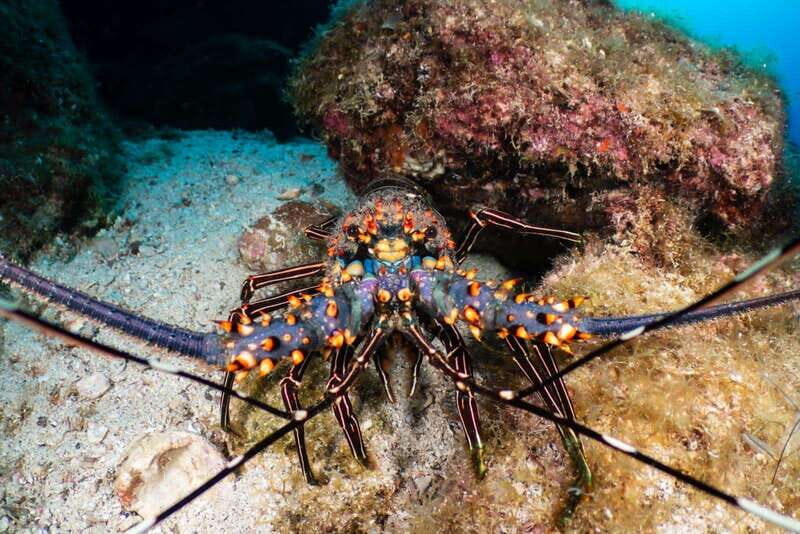 Cozumel Discover Scuba Diving from boat - Setting the Scene: What You Can Expect from This Tour