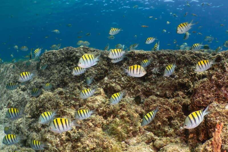 Cozumel Discover Scuba Diving from boat - Who Will Love This Tour?