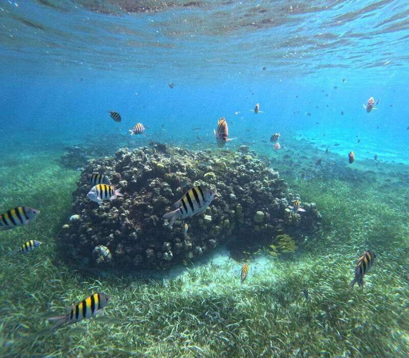 Cozumel, El Cielo: 4-Hour Private Tour - What’s Included and What’s Not