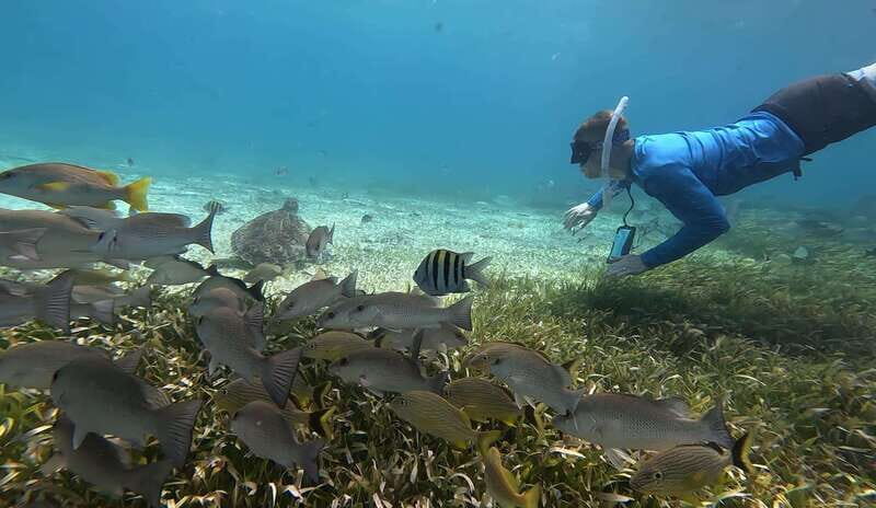 Cozumel, El Cielo: 4-Hour Private Tour - Practical Tips for Travelers