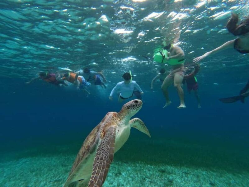 Cozumel, El Cielo: 4-Hour Shared Snorkeling Tour - Who Will Enjoy This Tour Most?