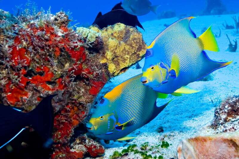 Cozumel: El Cielo & Palancar Snorkel with Open Bar & Ceviche - Authentic Perspectives from Travelers