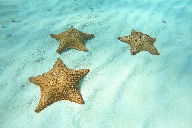 Cozumel El Cielo Snorkeling Tour - Key Points