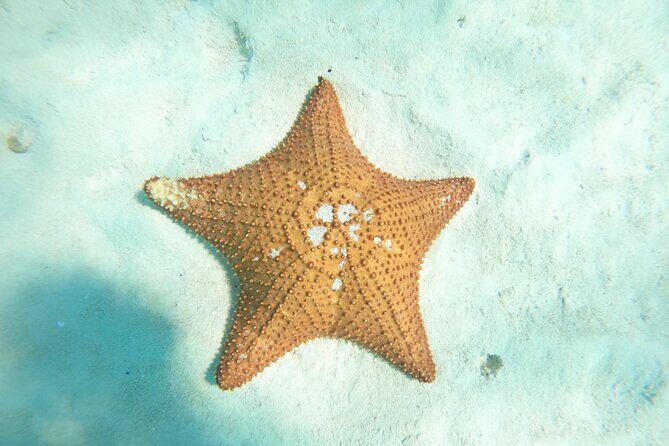 Cozumel El Cielo Snorkeling Tour - Authentic Feedback from Travelers