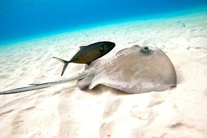 Cozumel El Cielo Snorkeling Tour - Value and Who It’s Best For