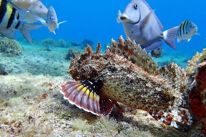 Cozumel El Cielo Tour! Palancar & Colombia Reef from Cancun - The Full Experience: What to Expect from the Tour