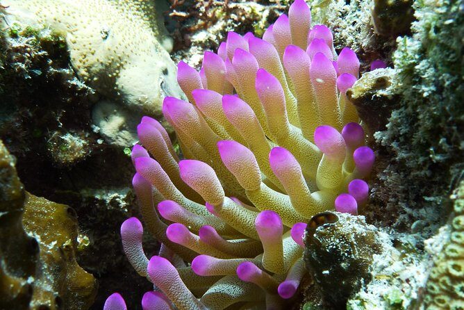 Cozumel Express 2-Tank Dives from Playa del Carmen/ Only for Certified Divers - Practical Details and Considerations