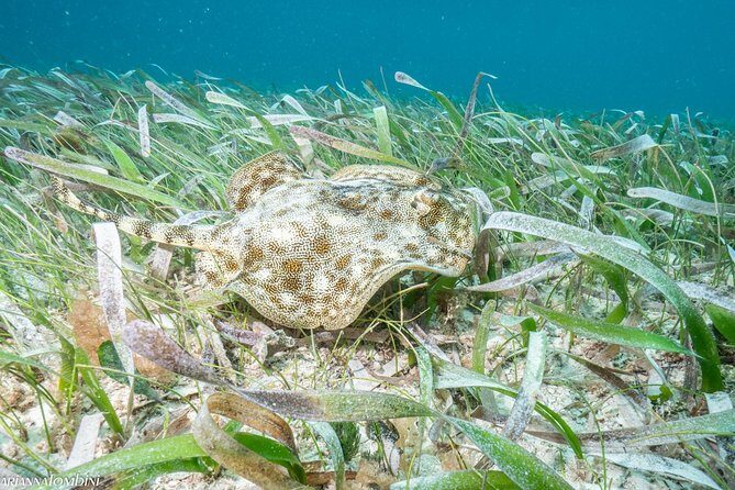 Cozumel Express 2-Tank Dives from Playa del Carmen/ Only for Certified Divers - Authentic Experiences & What Reviews Say