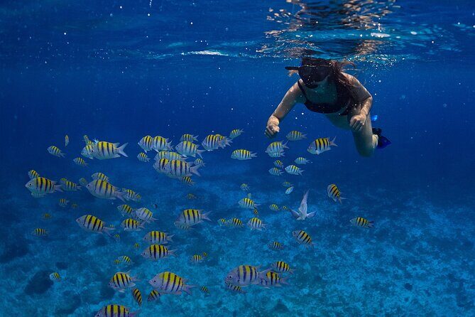 Cozumel Luxury Sailing & Snorkeling with Lunch and Open Bar Onboard - An In-Depth Look at the Cozumel Luxury Sailing & Snorkeling Tour