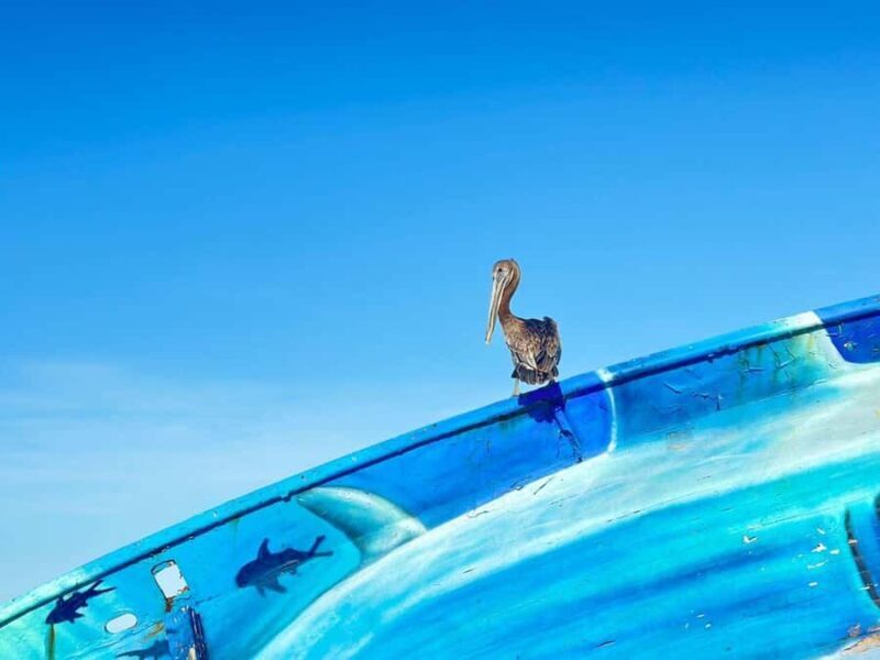 Cozumel Mayan Experience and San Gervasio Mayan Ruins - Frequently Asked Questions