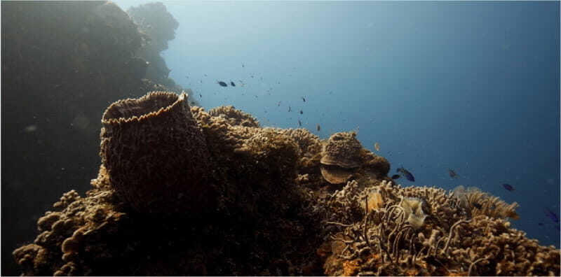 Cozumel: Ocean Dive - What to Expect from the Cozumel Ocean Dive Tour