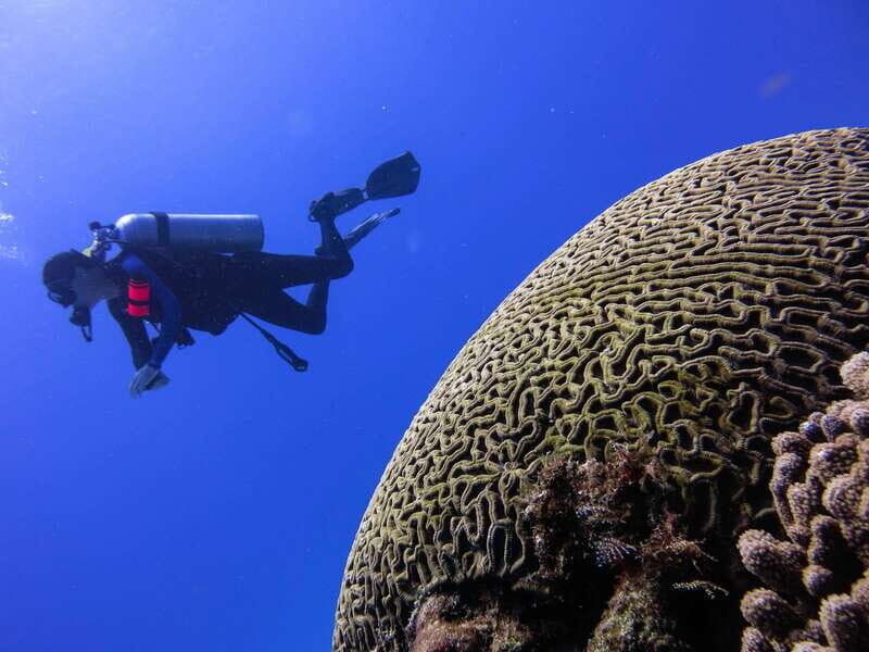 Cozumel: One Tank Scuba Dive and Full Chankanaab Park Access - Frequently Asked Questions