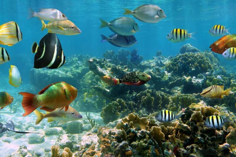 Cozumel: Palancar, Columbia and Cielo Reefs Snorkeling Tour - What You Can Expect During the Tour