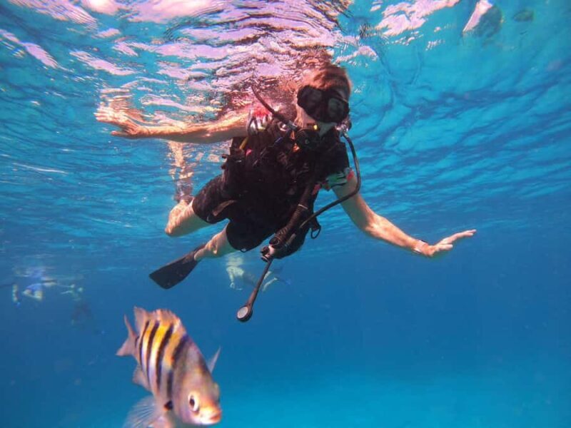 Cozumel: Palancar, Columbia and Cielo Reefs Snorkeling Tour - Reviews and Real Experiences